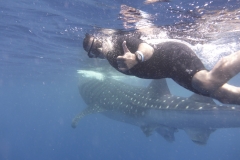 1_joe_whale_shark